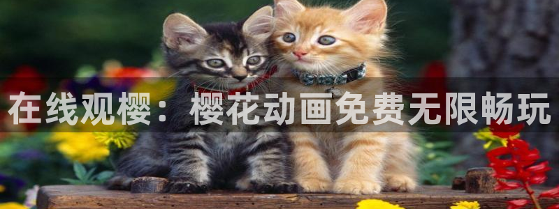 星空视频免费观看电影大全