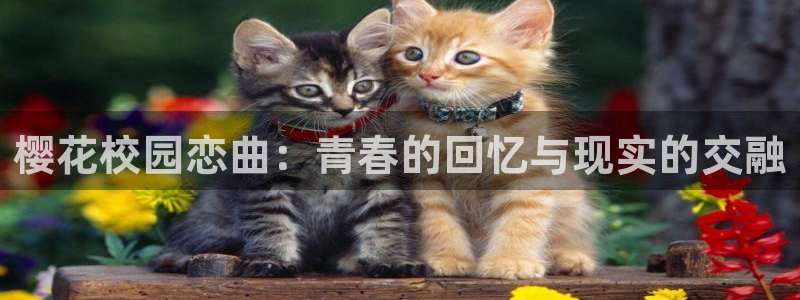 星辰影院免费播放